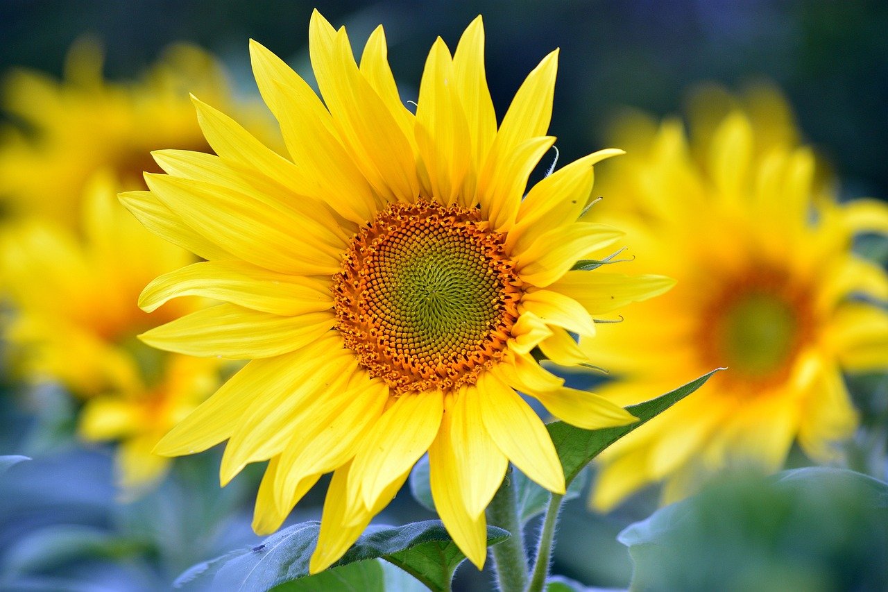 Sunflowers-8351807_1280